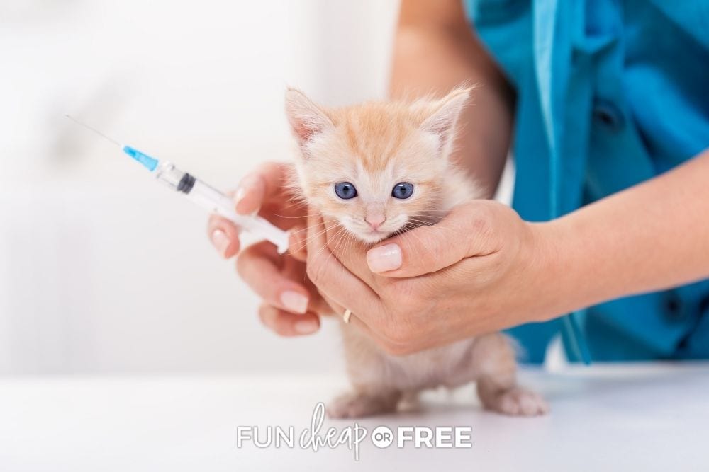 cat getting vaccine at the vet, from Fun Cheap or Free