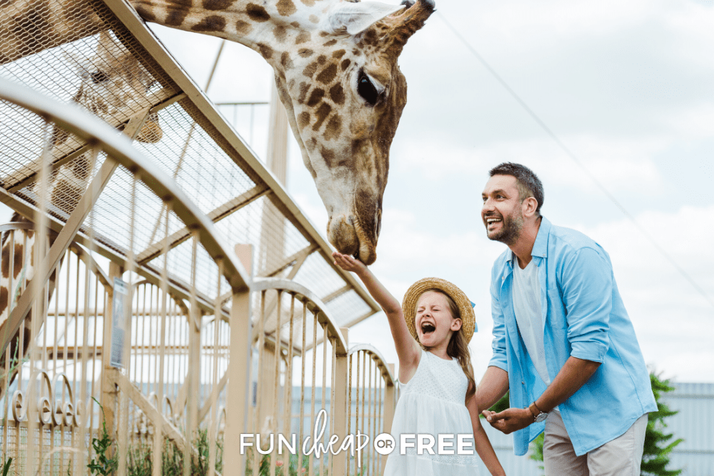 little girl feeding giraffe with dad, from Fun Cheap or Free