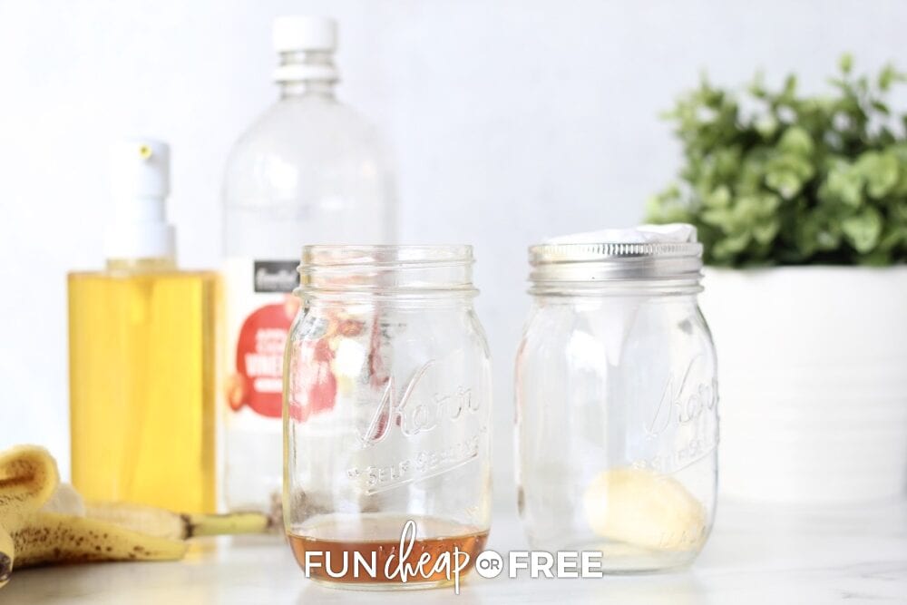 How to catch fruit flies with 2 easy and natural ways from Fun Cheap or Free