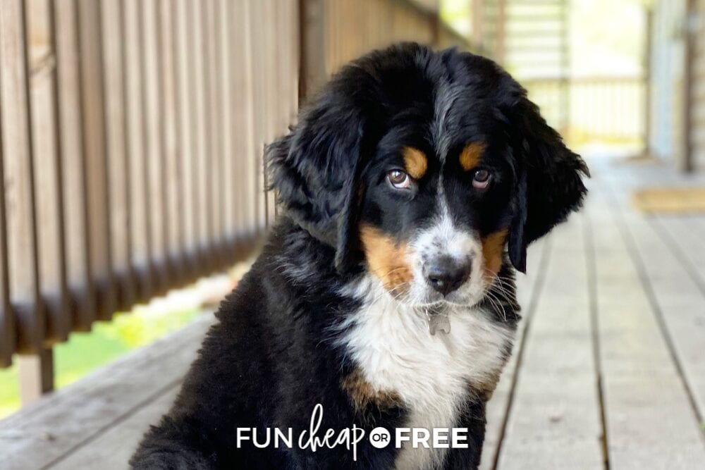 Tips to help you budget for a puppy from Fun Cheap or Free