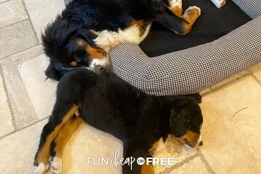 puppy sharing bed with dog, from Fun Cheap or Free